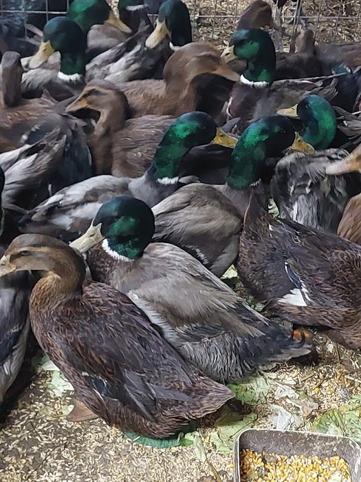 Rate Rouen de vânzare