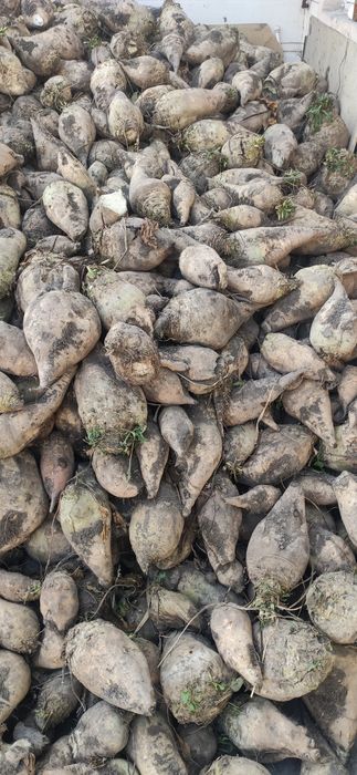 Karmavoy shrin lavlagi