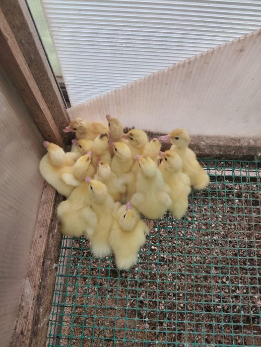 Продам белых индоутят