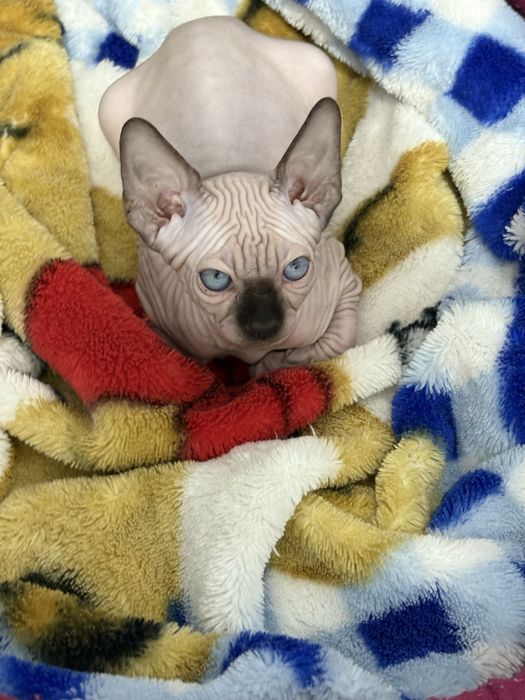 Pui Sphynx Canadian disponibili pentru rezervare-Felisa SphynxJoy