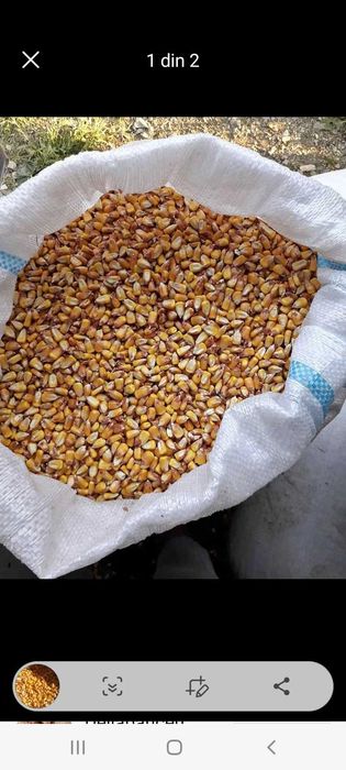 Transpot gratuit porumb cu 1.2kg va servim la domiciliu daca cumparat
