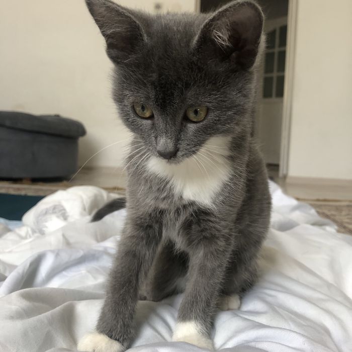 Котёнок игривый очень добрый