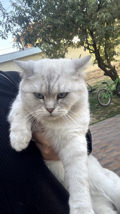 British Shorthair Chinchilla