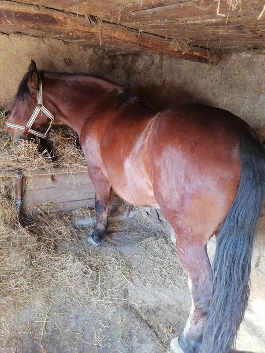 Vând iapa în vârstă de 6 ani