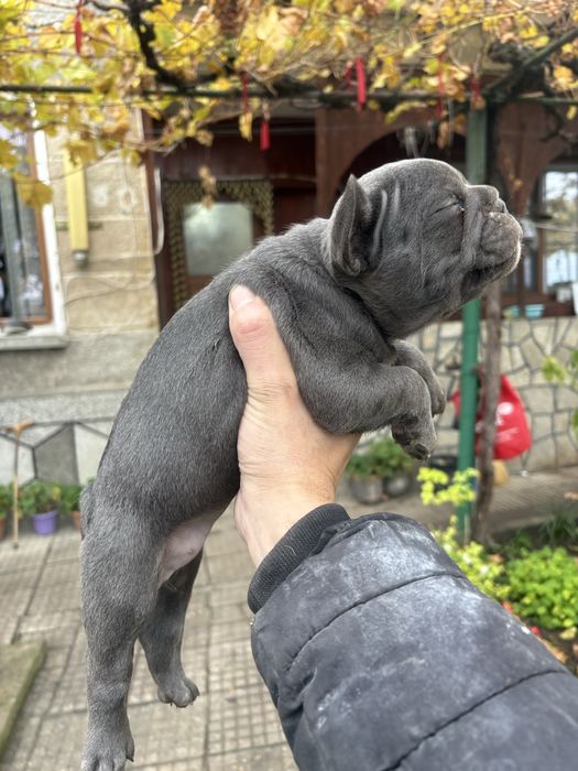 Френски Булдоци сини и блу тен