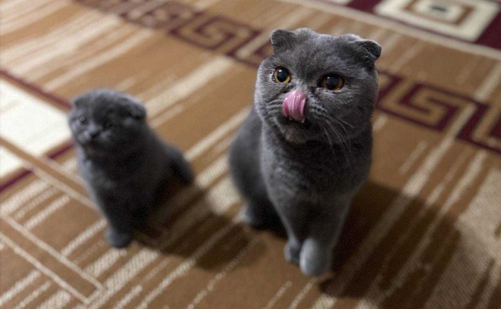 Britanskiy skotish fold 1 yarim yosh