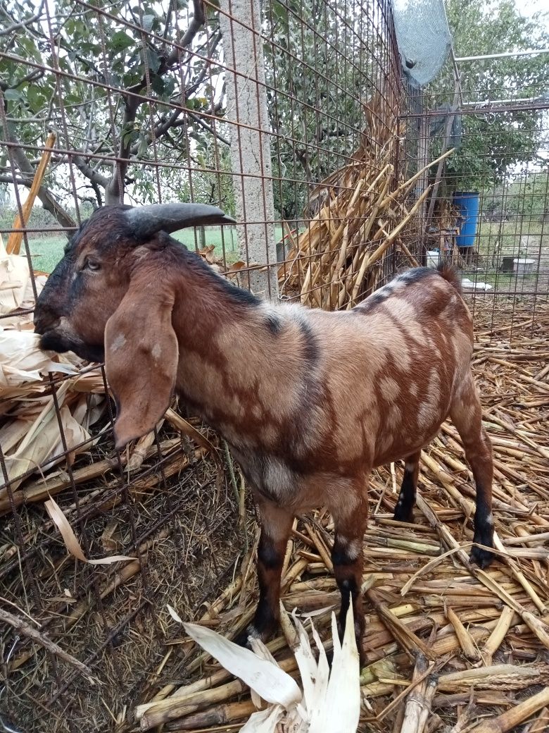 Țap anglonubian adult