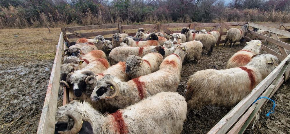 Vând 28 de oi și 2 berbeci