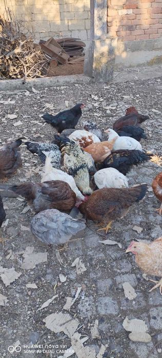 Домашно гледани петли