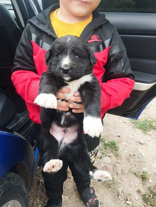 Puișor de Ciobanesc romanesc de Bucovina cu pedigree tip A