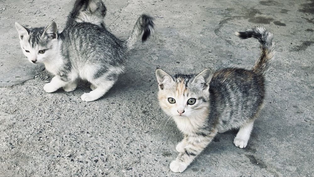 Котята, кошки , продам иои отдам котят