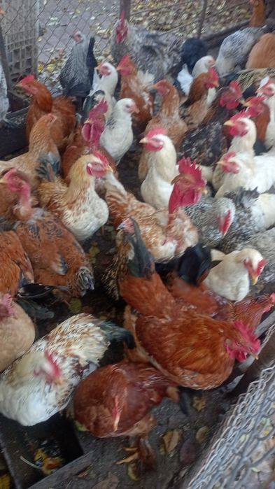 Cocoși de vânzare, tineri, Gaini, Păsări de casa