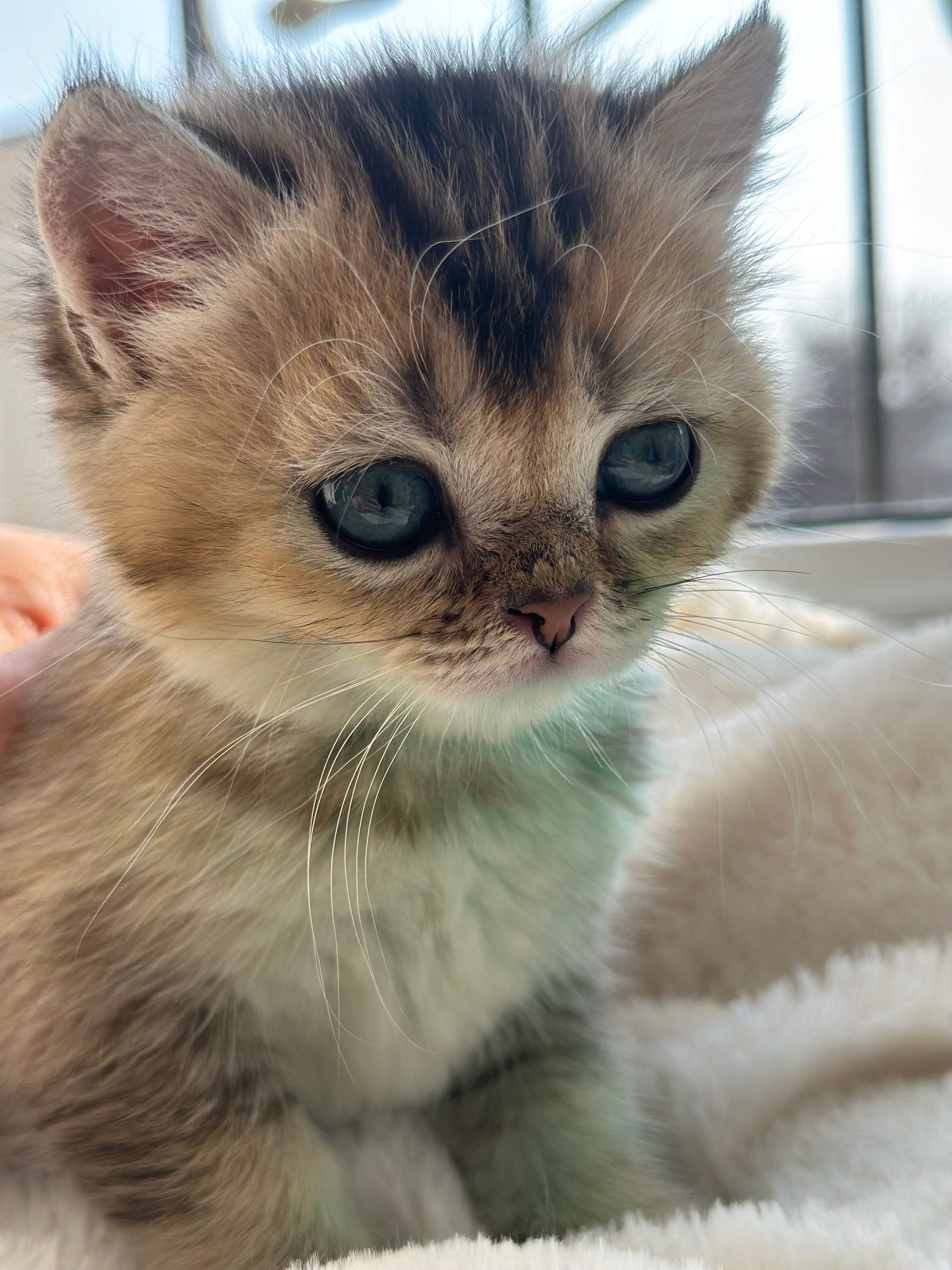Котята от чистокровных родителей