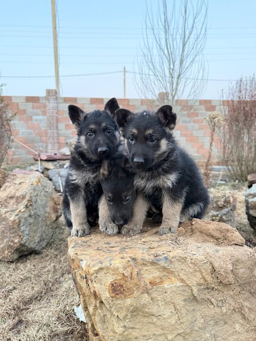 Щенки восточно Европейской овчарки