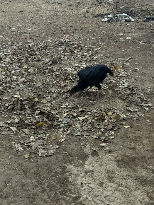 Makyon tovuqlar (boboq tovuqlar)