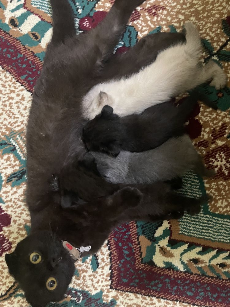 Скотиш фолд vs скотиш страйт