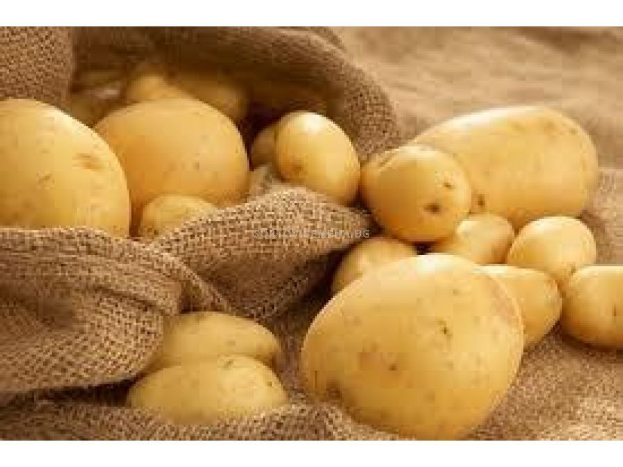 Картофи за семе сорт Агрия