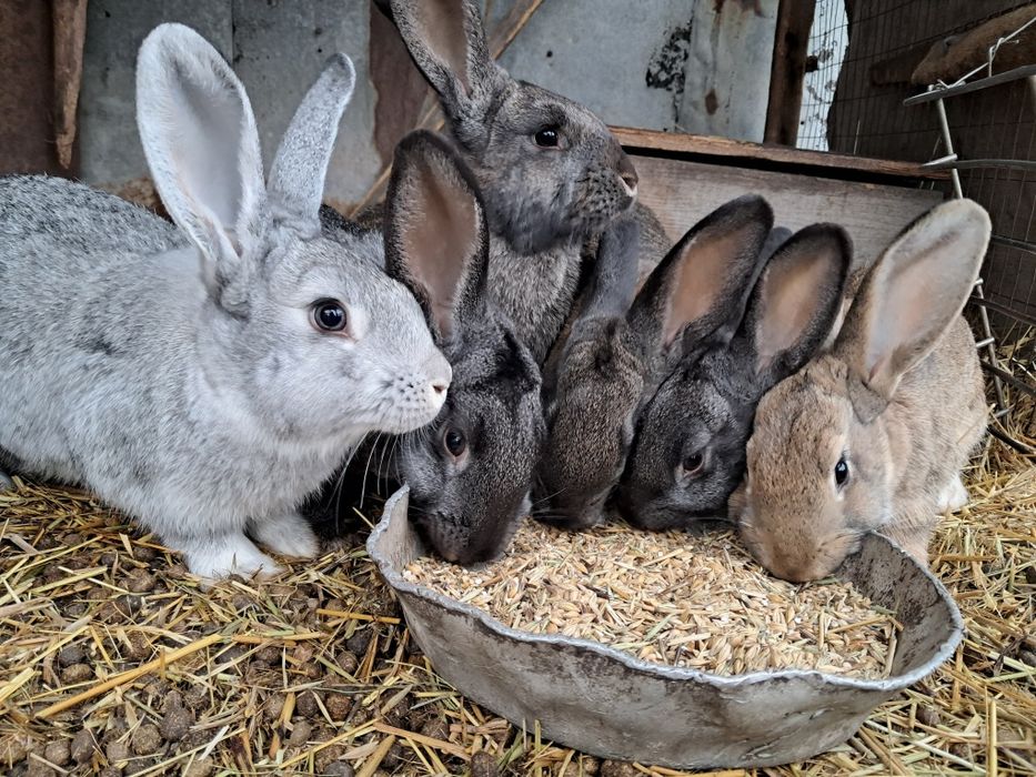 Продам кроликов.