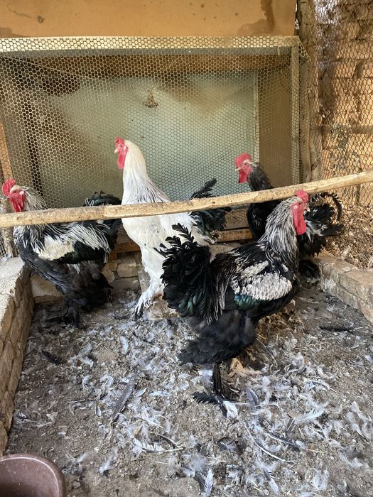 Брама хурозлар (Туркия линия)