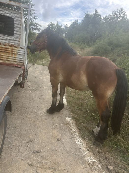 Vand manza de 2 ani!!