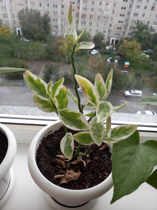 Продам комнатные цветы