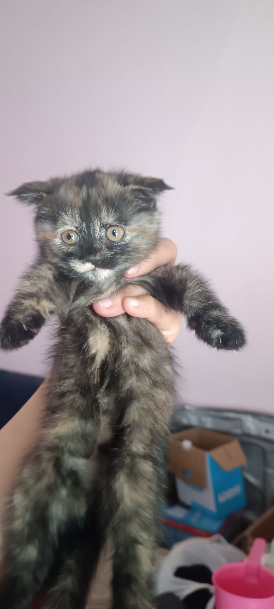 Продаются шотландские  вислоухие кошечки 1.5 месяца