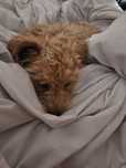 Catel talie mica Maltipoo