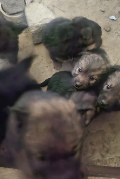 Продам щенят от немецкой овчарки