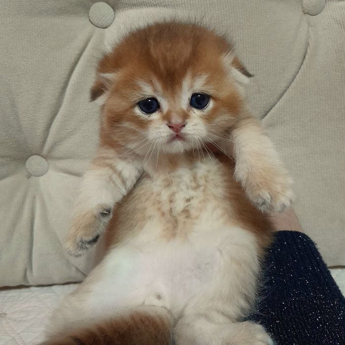 Бронь.Шикарные котята,золотая шиншилла.