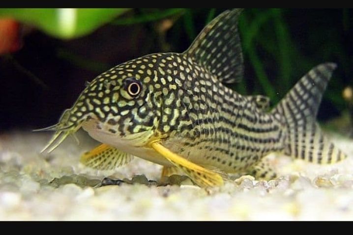 Коридорас штерба