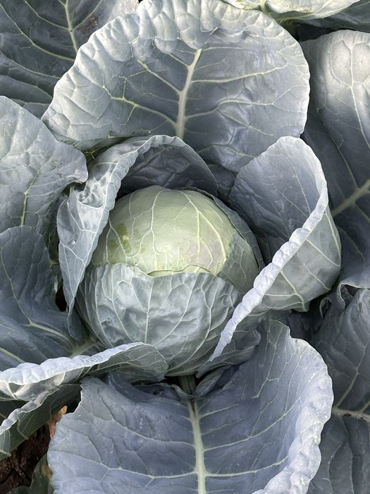 Varză românească 1.6 lei kg