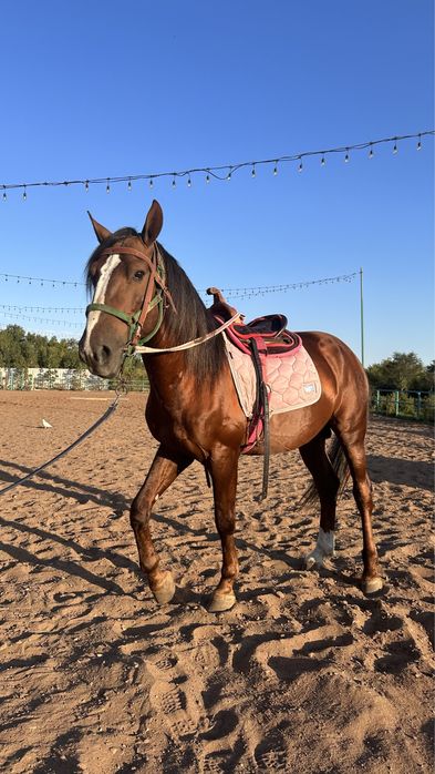 Продам жеребца, айгыр, лошадь