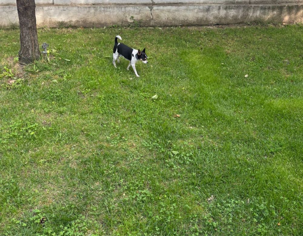 Cazare caini / Pet sitter cazare animale