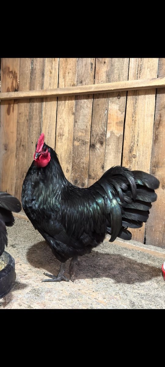Ouă pentru  incubat : Australorp negru Wyandotte argintiu și Marans
