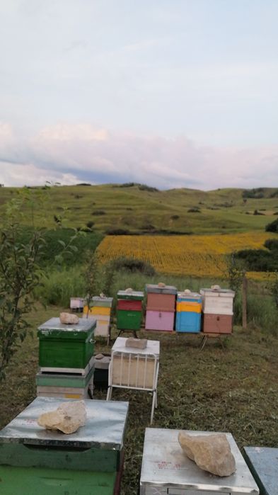 Vând familii de albine