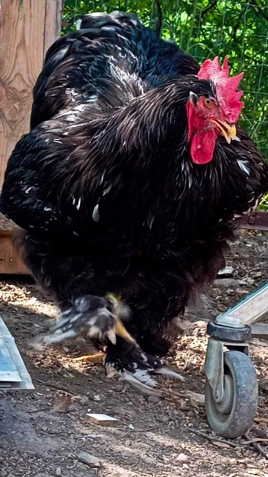 Cocoș cochinchina uriaș bobat