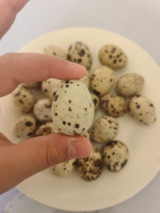 Бөдене жұмыртқасы сатылады 40тг