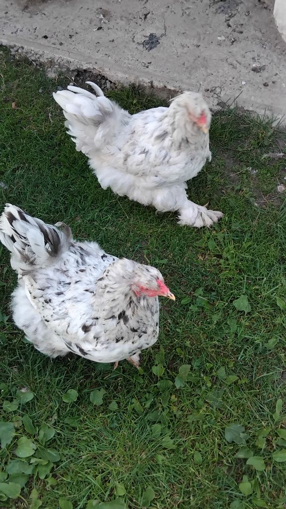 Vând familie brahma albastru 4 gaini și un cocoș,și 2 albe din imagin