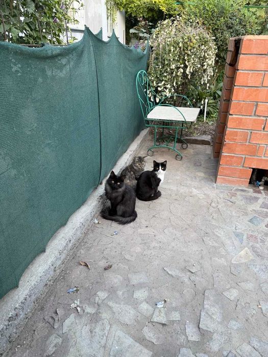 Пристраиваются котята.