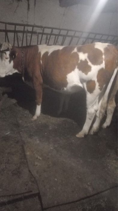 Juninca Baltata Romaneasca, rasa pura, cu certificat