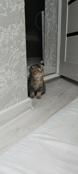 Британский скатиш-фолд девочка
