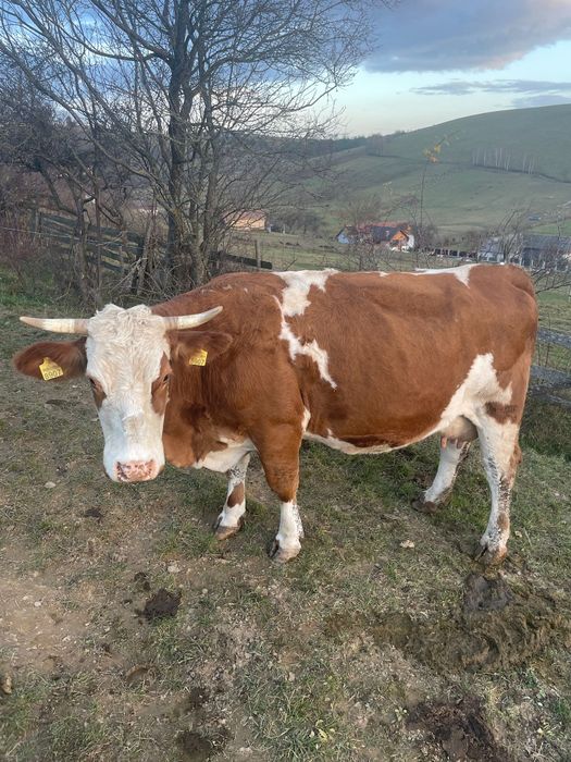 Vacă Baltata Românească