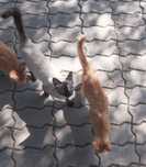 Отдам котят в надёжные руки