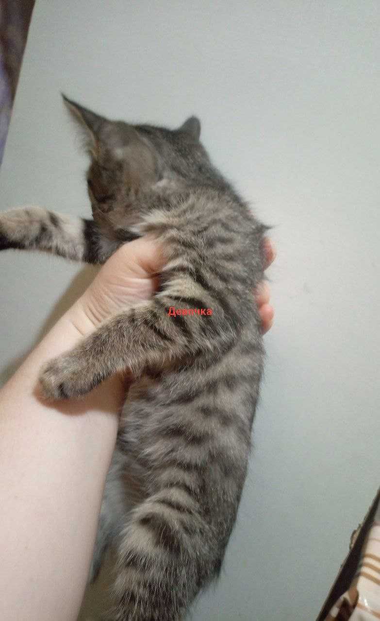 Котята очень милые и ласковые даром в добрые ручки