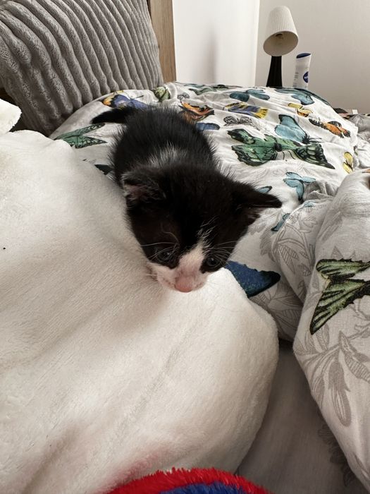 Pisoi adoptie pisica pui