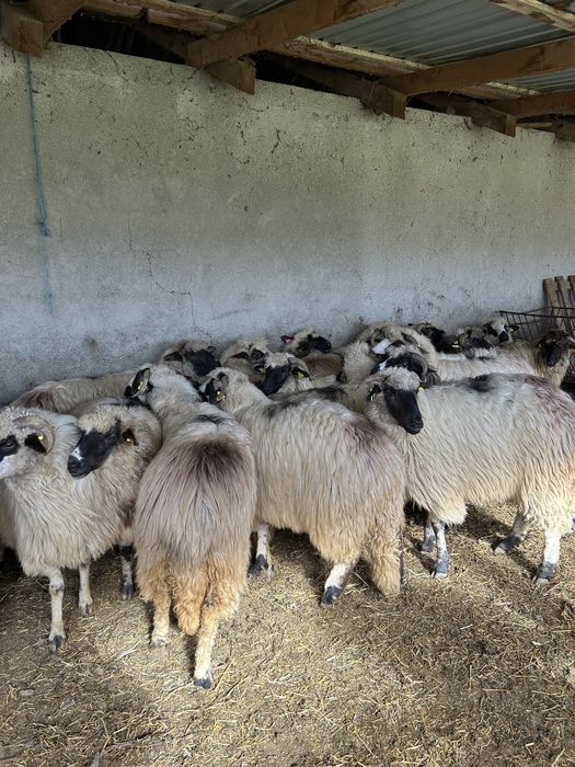 Vînd oi țurcane de ținut