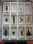 Insectare de vânzare negociabil
