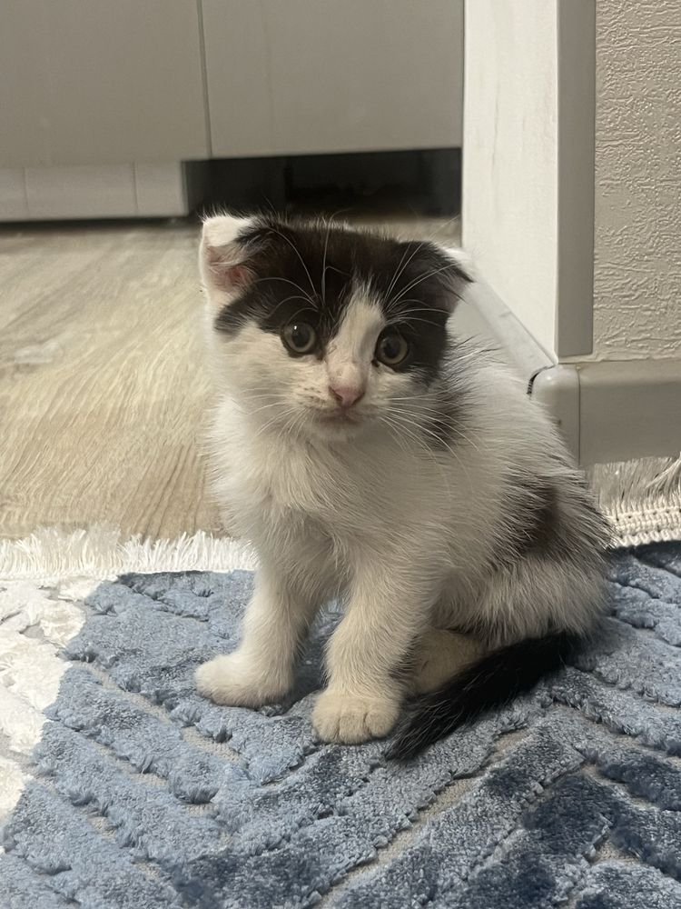 Котенок породистый вислоухий
