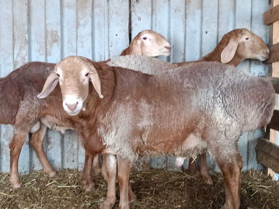 Продам Арашан-Гиссар (кашкары)