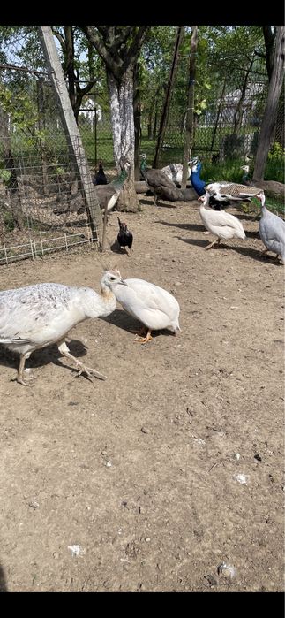 Vand paun si paunita